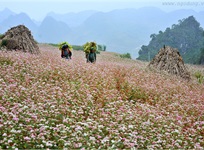 Ha Giang in the buckwheat flower season