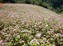 Ha Giang in the buckwheat flower season